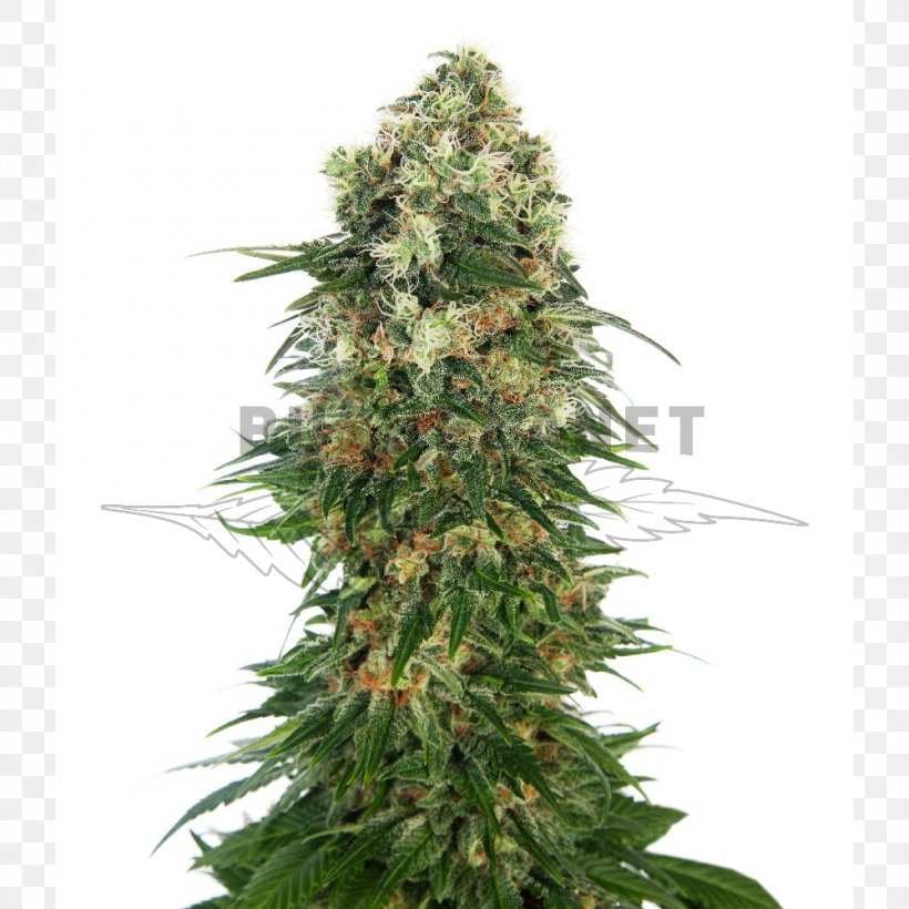 Shiva Skunk Autoflowering Cannabis Marijuana, PNG, 1000x1000px, Shiva, Autoflowering Cannabis, Cannabis, Cannabis Ruderalis, Cannabis Sativa Download Free