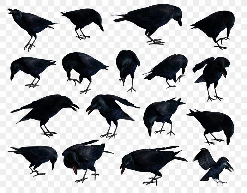 American Crow Common Raven Clip Art JPEG, PNG, 3142x2452px, 2008, American Crow, Beak, Bird, Common Raven Download Free