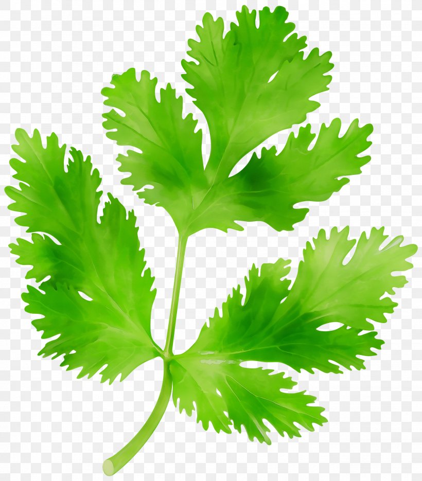Clip Art Parsley Coriander Greens, PNG, 2631x3000px, Parsley, Celery, Coriander, Culantro, Drawing Download Free