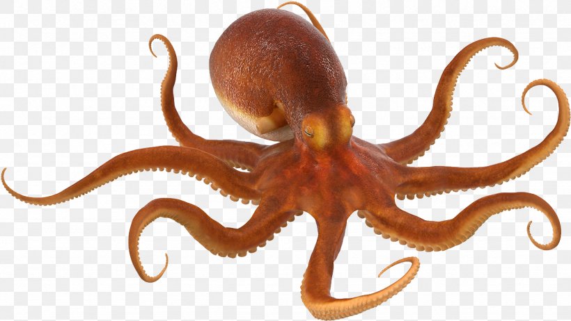 Curled Octopus TurboSquid Common Octopus, PNG, 1332x752px, 3d Computer Graphics, 3d Modeling, Octopus, Autodesk 3ds Max, Cephalopod Download Free