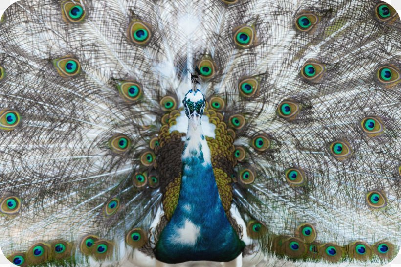 Feather Asiatic Peafowl Bird, PNG, 1585x1057px, Feather, Albinism, Animal, Asiatic Peafowl, Bird Download Free