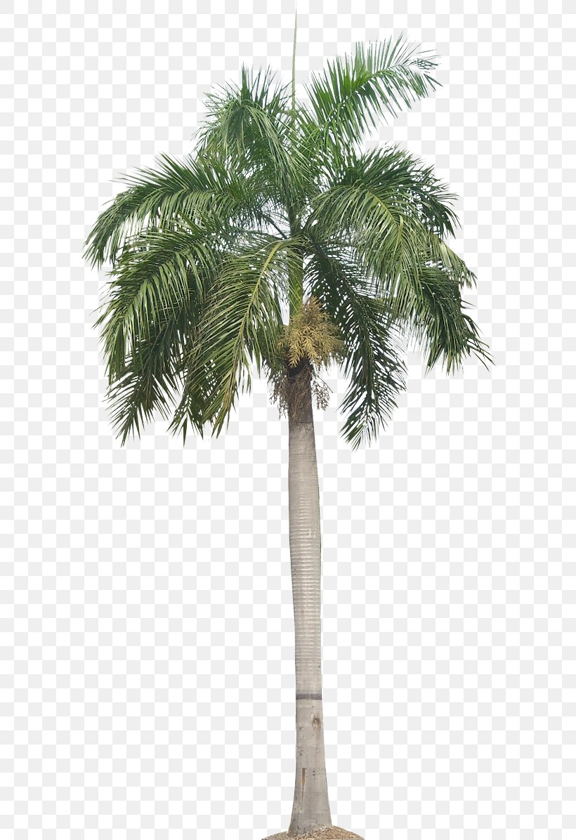 Palm Tree, PNG, 596x1196px, Tree, Arecales, Borassus Flabellifer, Desert Palm, Elaeis Download Free