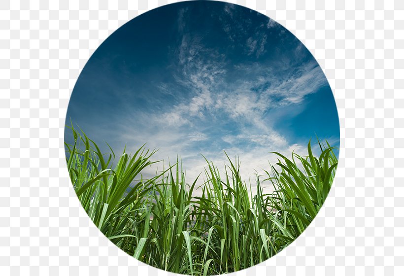 Sugarcane Agriculture Bioenergy Industry Fertilisers, PNG, 560x560px, Sugarcane, Agriculture, Bioenergy, Biomass, Commodity Download Free