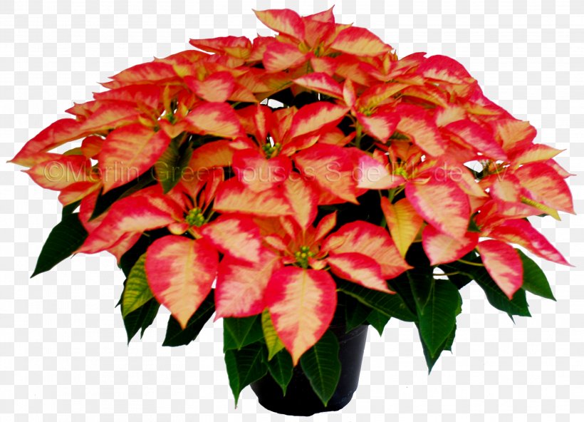 Cut Flowers Poinsettia Floral Design Petal, PNG, 3133x2262px, Cut Flowers, Annual Plant, Color, Drawing, Floral Design Download Free