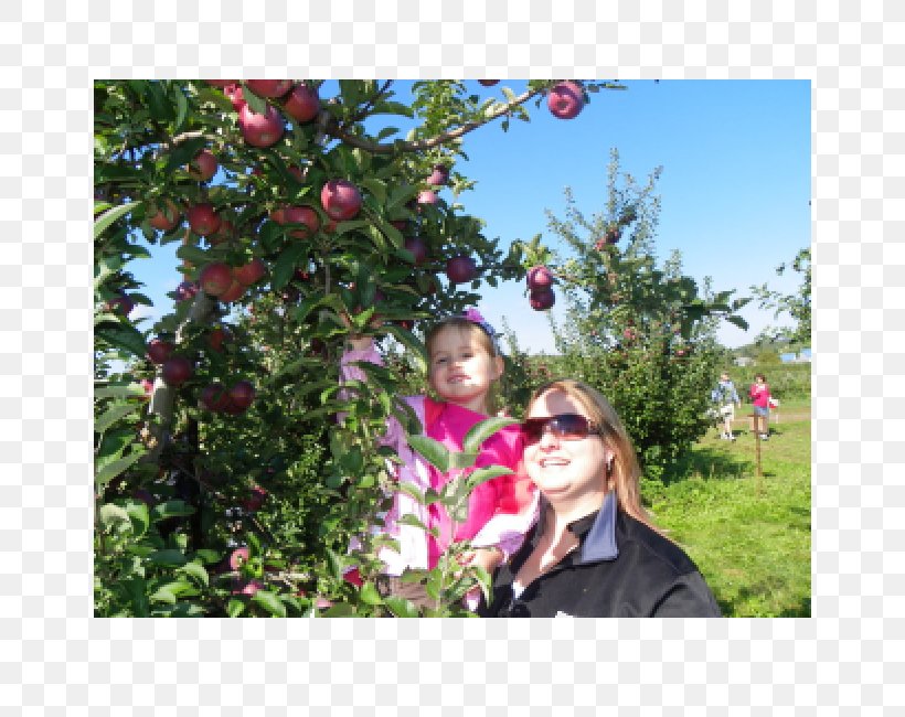 Rochester Finger Lakes Rose Family Fruit Picking Orchard, PNG, 650x650px, Rochester, Apple, Branch, Farm, Finger Lakes Download Free