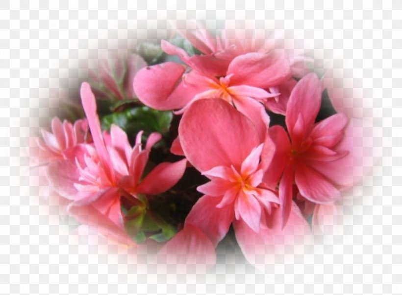Begonia Pink M Cut Flowers Annual Plant Petal, PNG, 892x656px, Begonia, Annual Plant, Cut Flowers, Family, Flower Download Free