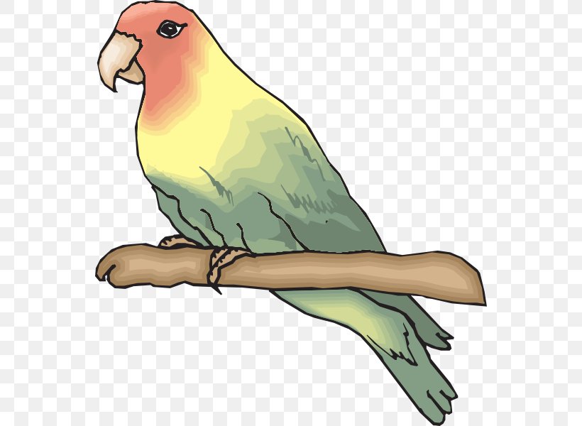 Rosy-faced Lovebird Parrot Clip Art, PNG, 552x600px, Bird, Beak, Birdcage, Cartoon, Common Pet Parakeet Download Free