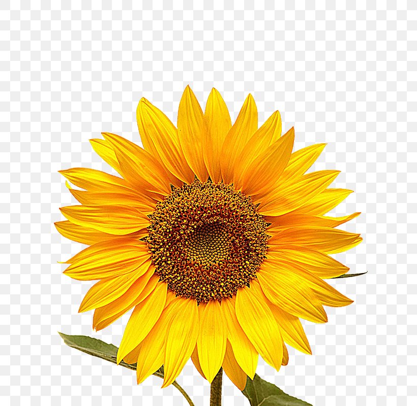 Stock Photography Image Stock.xchng Shutterstock Common Sunflower, PNG, 800x800px, Stock Photography, Annual Plant, Asterales, Common Sunflower, Cuisine Download Free