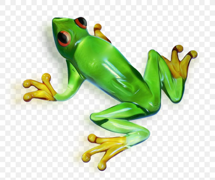 True Frog Tree Frog, PNG, 800x689px, Frog, Amphibian, Australian Green Tree Frog, Digital Image, Organism Download Free