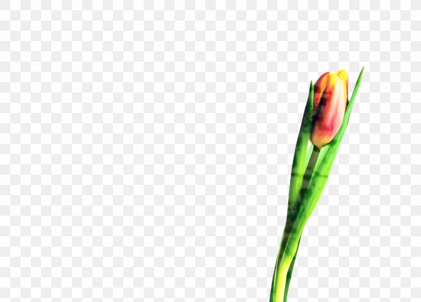 Blossom Flower, PNG, 2360x1695px, Tulip, Blossom, Botany, Bud, Closeup Download Free