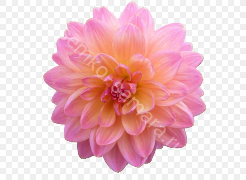 Dahlia Clip Art Image Computer File, PNG, 600x600px, Dahlia, Chrysanthemum, Chrysanths, Cut Flowers, Daisy Family Download Free