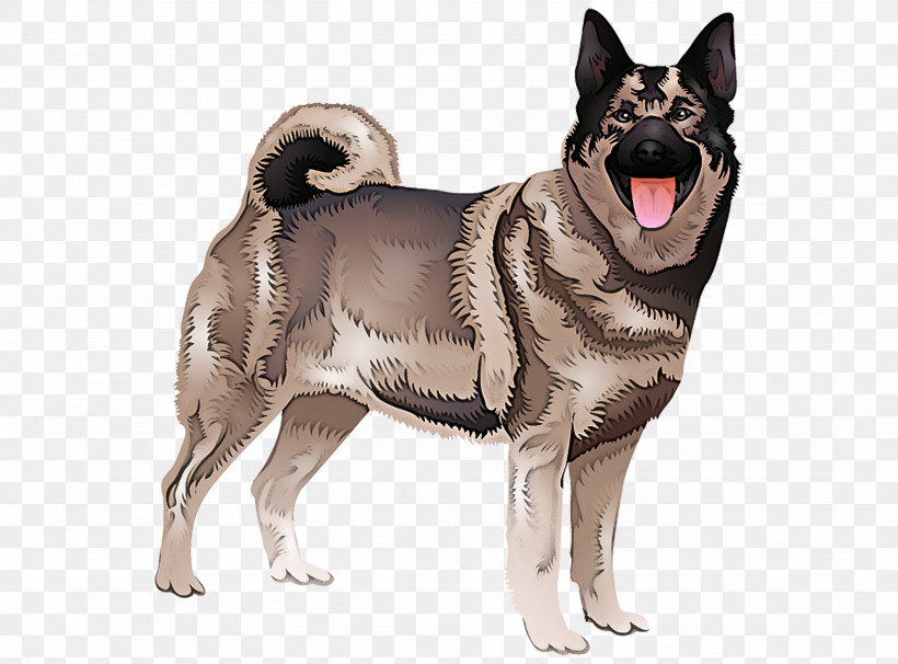 Dog Norwegian Elkhound Black Norwegian Elkhound Akita Ancient Dog Breeds, PNG, 1538x1137px, Dog, Akita, Ancient Dog Breeds, Black Norwegian Elkhound, Fawn Download Free