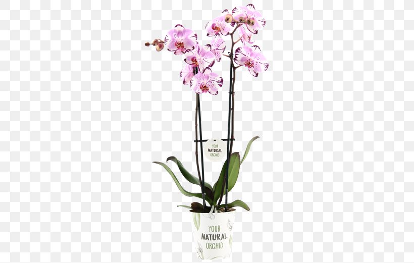 Moth Orchids Cattleya Orchids Cut Flowers, PNG, 581x521px, Moth Orchids, Cattleya, Cattleya Orchids, Cut Flowers, Flora Download Free