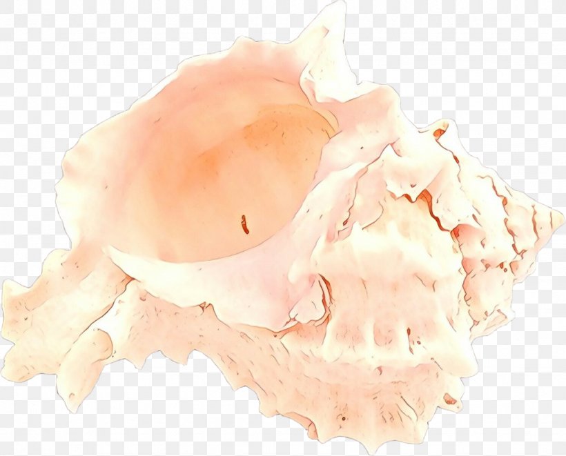 Pink Background, PNG, 1024x826px, Cartoon, Beige, Pink, Seashell Download Free