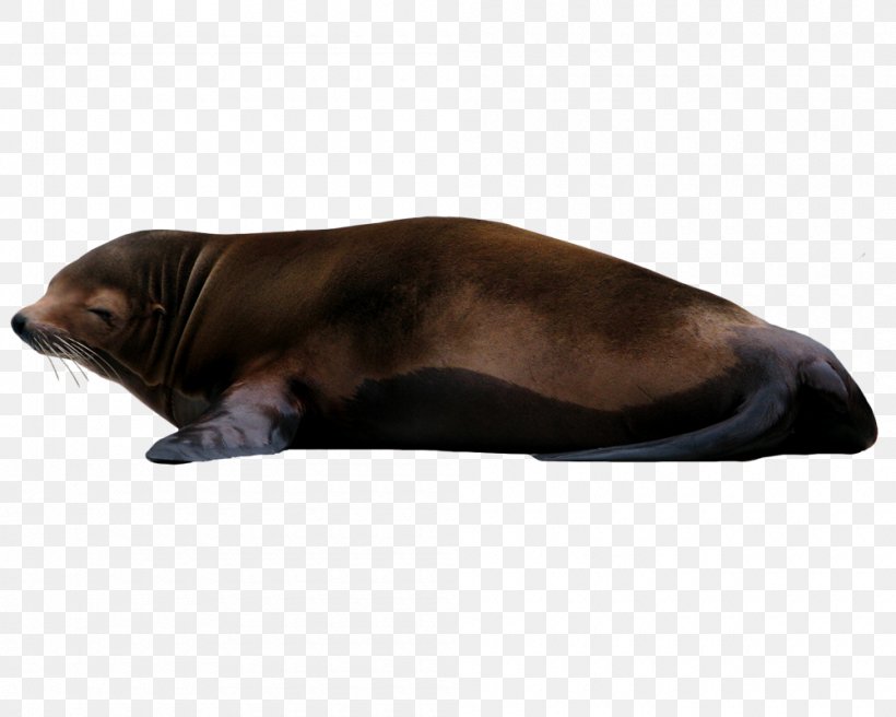 Sea Lion Earless Seal, PNG, 1000x800px, Sea Lion, Animal, Cat, Cat Like Mammal, Data Download Free