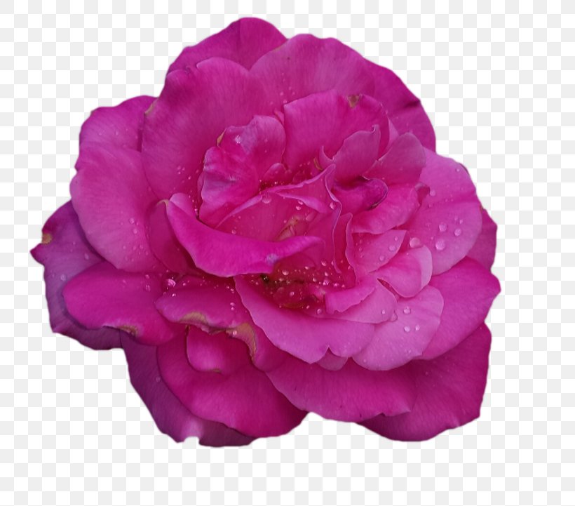 Garden Roses Cabbage Rose China Rose Floribunda, PNG, 800x721px, Garden Roses, Cabbage Rose, Camellia, China Rose, Cut Flowers Download Free