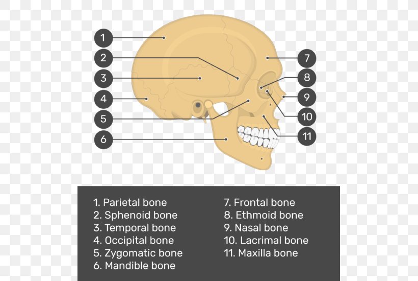 Skull Bone Anatomy Teres Major Muscle, PNG, 515x550px, Watercolor, Cartoon, Flower, Frame, Heart Download Free