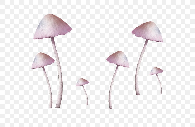 Common Mushroom Fungus, PNG, 670x536px, Mushroom, Color, Common Mushroom, Edible Mushroom, Flower Download Free