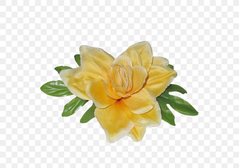 Cut Flowers Rose Family, PNG, 700x576px, Cut Flowers, Beige, Flower, Flowering Plant, Freesia Download Free