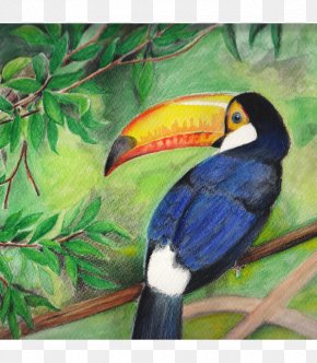 Painting - Toucan Painting Beak Fauna Hornbill PNG