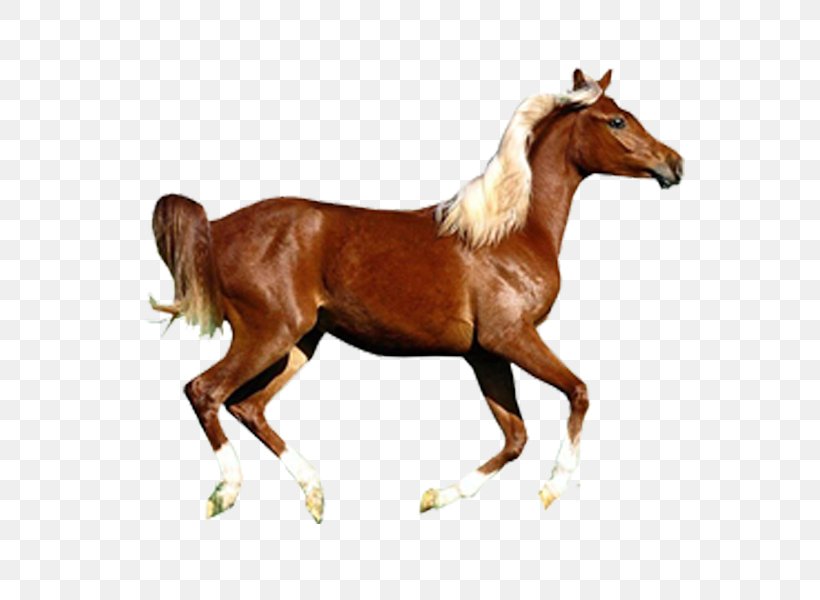 Arabian Horse Konik Pony Wild Horse, PNG, 600x600px, Arabian Horse, Animal, Bridle, Colt, Domestication Download Free