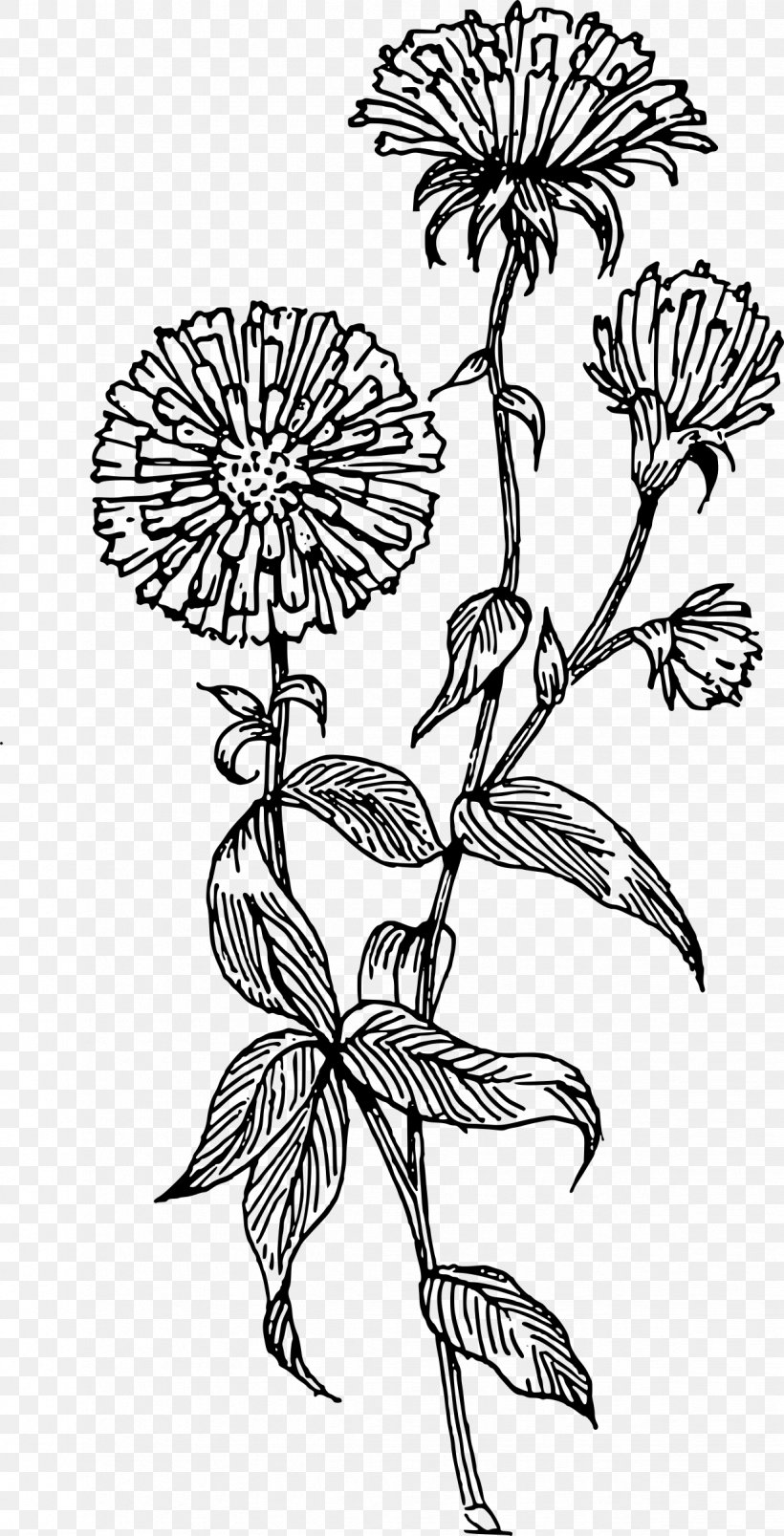 Aster Flower Drawing Clip Art, PNG, 1224x2400px, Aster, Art, Artwork, Black And White, Branch Download Free