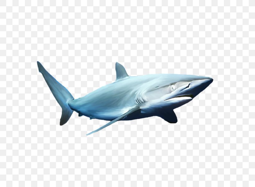 Blue Shark Common Bottlenose Dolphin, PNG, 600x600px, Shark, Animal, Automotive Design, Blue, Blue Shark Download Free