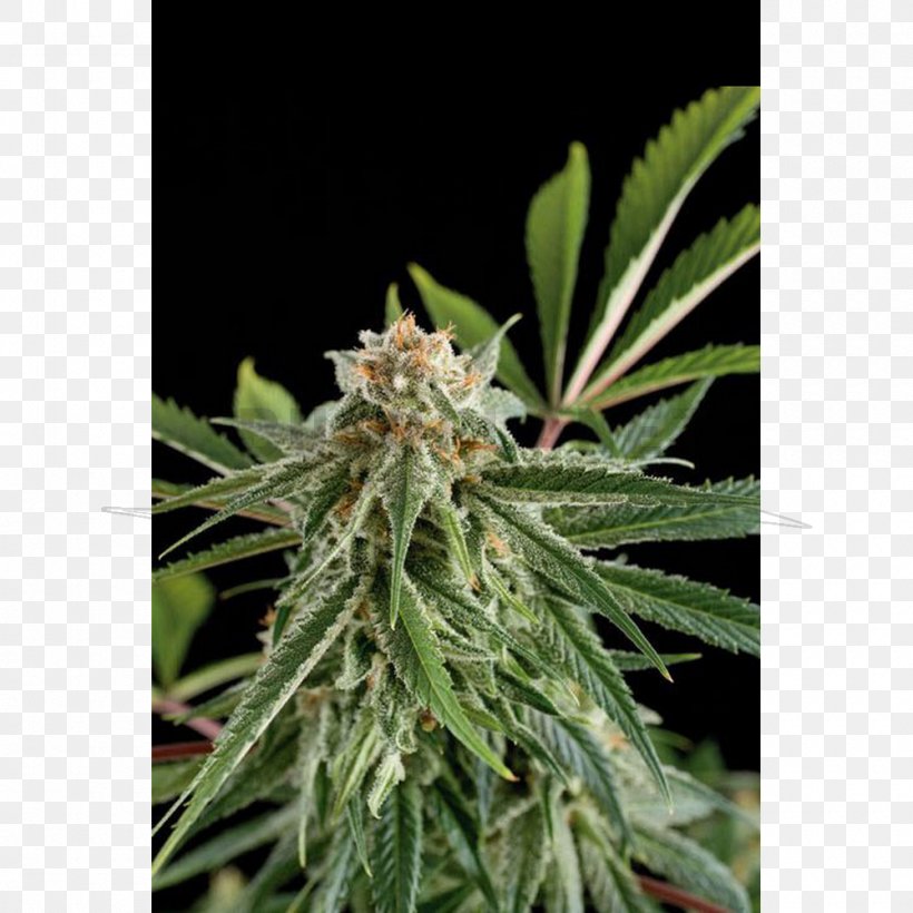 Cannabis Sativa Hemp Haze Seed Bank, PNG, 1000x1000px, Cannabis, Autoflowering Cannabis, Cannabidiol, Cannabis Cultivation, Cannabis Sativa Download Free