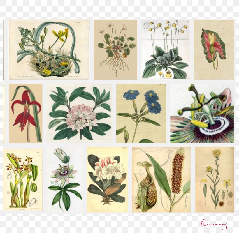 Curtis's Botanical Magazine; Flora Botany, PNG, 800x800px, Magazine, Botany, Fauna, Flora, Floral Design Download Free