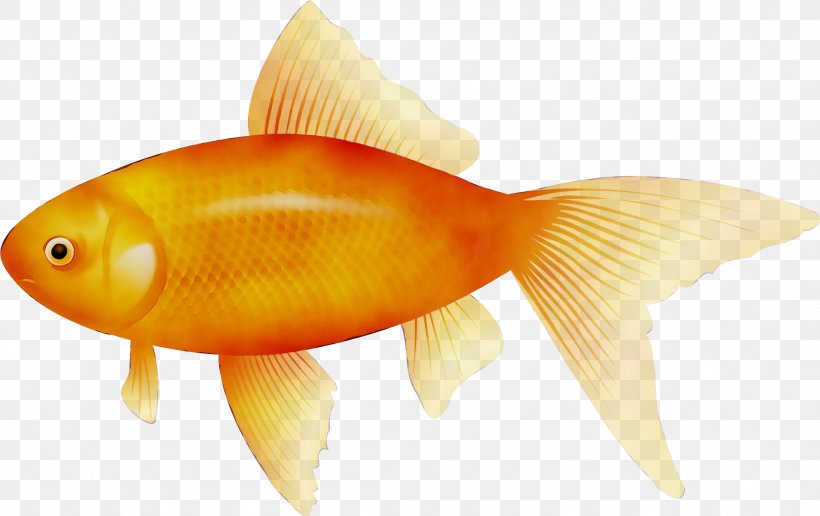 Goldfish Koi Clip Art Image, PNG, 2209x1392px, Goldfish, Bonyfish, Carp, Common Carp, Cracker Download Free