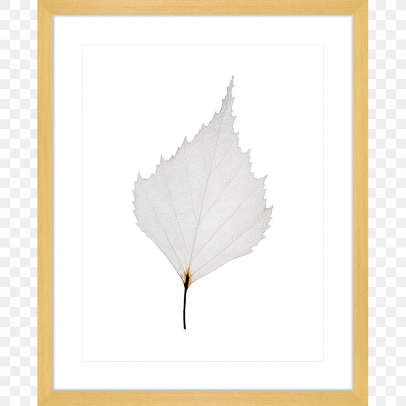 Maple Leaf Petal Angle, PNG, 1000x1000px, Maple Leaf, Leaf, Maple, Petal, Plant Download Free