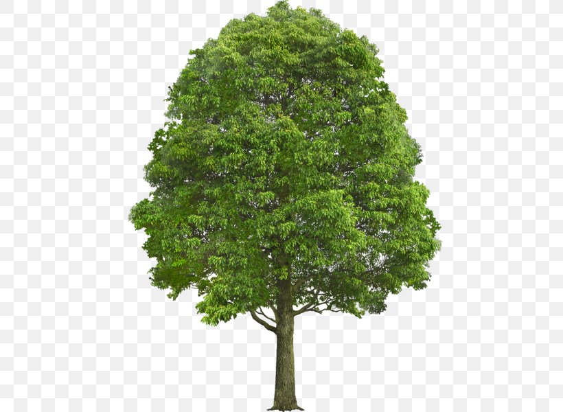 Tree Stock Photography Deciduous Shrub, PNG, 483x600px, Tree, Branch, Deciduous, Evergreen, Leaf Download Free