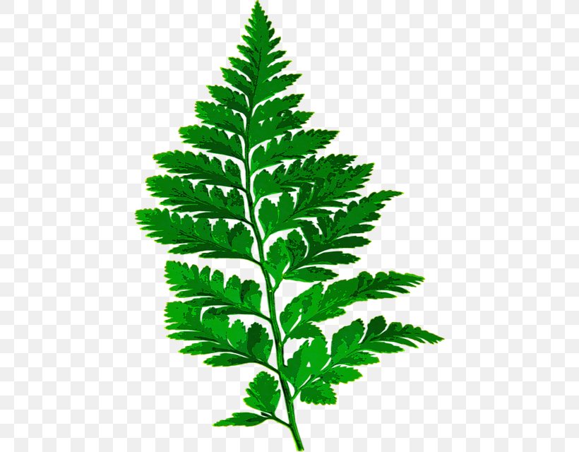 Fern Image Plants Leaf Vascular Plant, PNG, 440x640px, Fern, Barnsley Fern, Burknar, Drawing, Eagle Fern Download Free