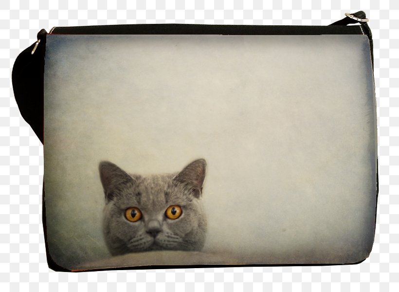Korat Kitten Whiskers Domestic Short-haired Cat Handbag, PNG, 800x600px, Korat, Bag, Carnivoran, Cat, Cat Like Mammal Download Free