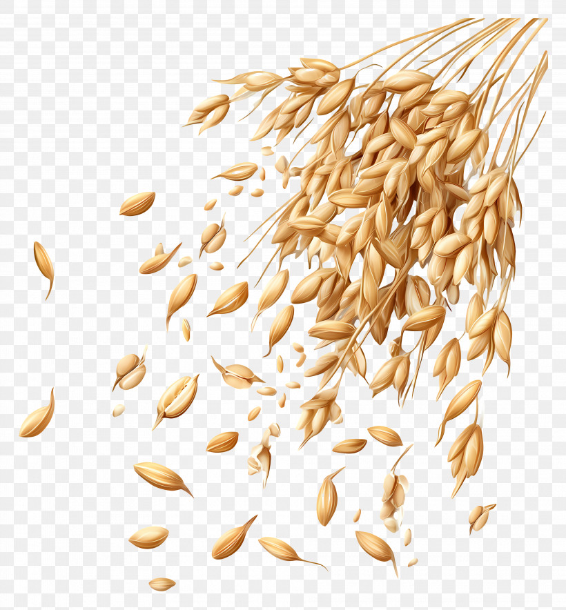 Oats - Falling Grains Illustration PNG