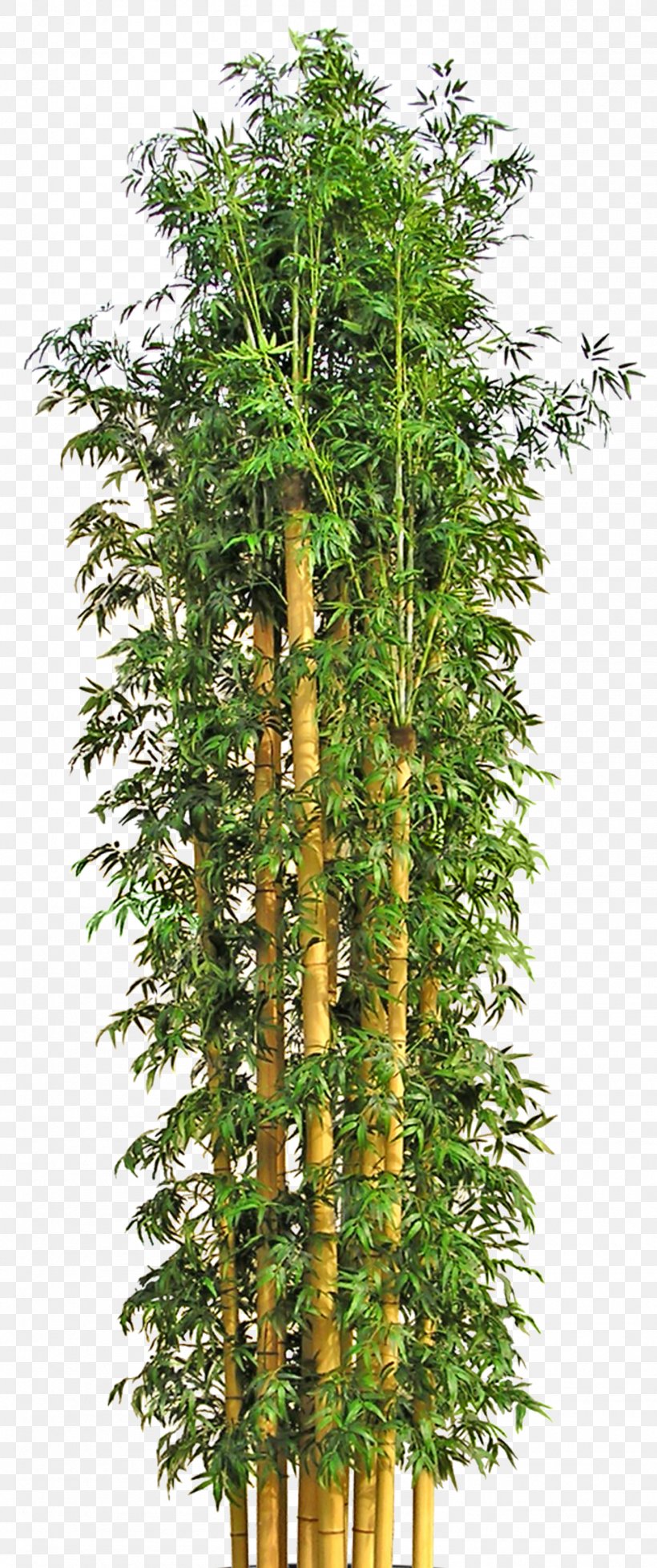 Tree Bamboo Flowerpot, PNG, 1484x3543px, Tree, Bamboe, Bamboo, Bamboo Blossom, Bonsai Download Free