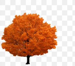 Tree - Tree Branch Autumn PNG
