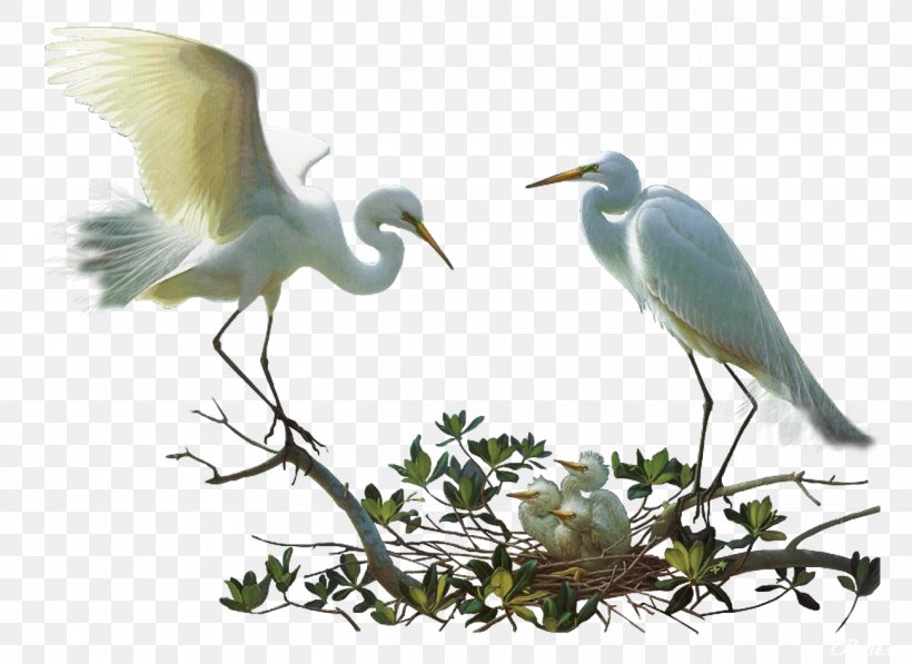 Bird Clip Art, PNG, 1300x947px, 2016, Bird, Ardea, Beak, Egret Download Free