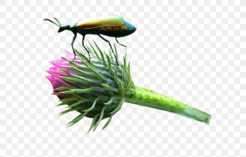 Milk Thistle Insect Bud, PNG, 700x525px, Milk Thistle, Astalikardu, Bud, Flower, Grass Download Free