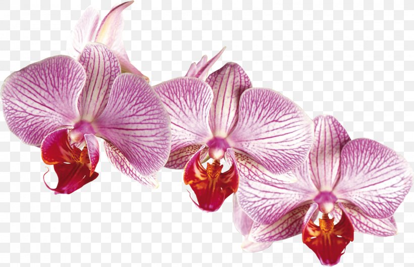 Orchids Irises Desktop Wallpaper Flower, PNG, 1600x1031px, Orchids, Art, Cattleya, Flower, Flowering Plant Download Free