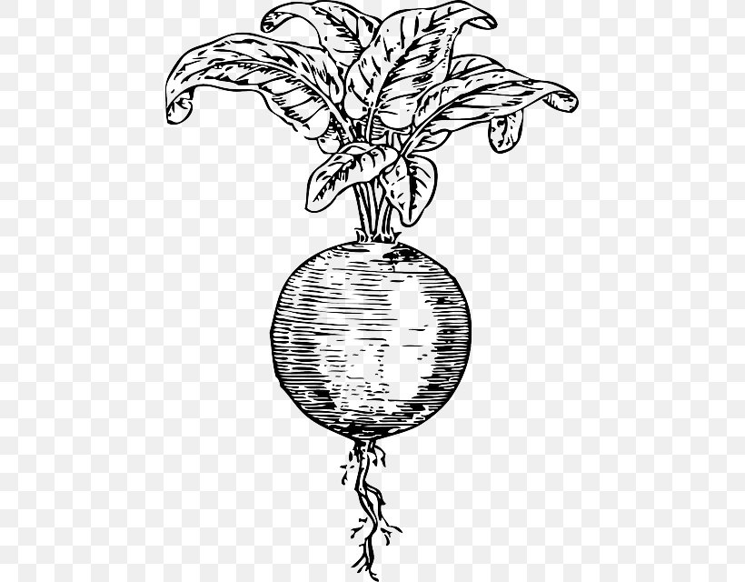 Beetroot Sugar Beet Clip Art, PNG, 455x640px, Beetroot, Artwork, Betanin, Black And White, Branch Download Free