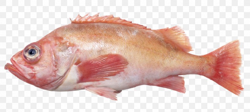 Northern Red Snapper Rose Fish Fish Products Oily Fish, PNG, 1772x801px, Northern Red Snapper, Angler, Animal Source Foods, Atlantic Cod, European Plaice Download Free