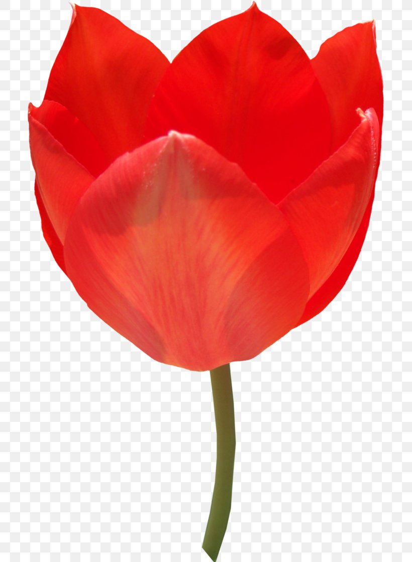 Tulip Flower Desktop Wallpaper Clip Art, PNG, 713x1119px, Tulip, Coquelicot, Cut Flowers, Flower, Flowering Plant Download Free