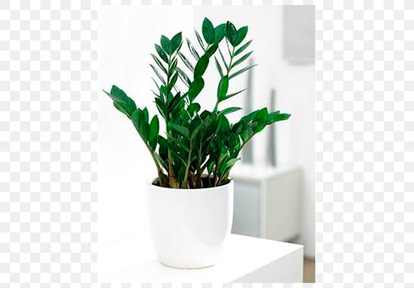 Flowerpot Houseplant Zamioculcas Zamiifolia Zamia, PNG, 570x570px, Flowerpot, Aloe Vera, Gardening, House, Houseplant Download Free