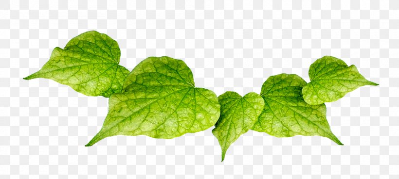 Leaf Image Plants Green, PNG, 960x433px, Leaf, Cactus, Green, Herb, Leaf Vegetable Download Free