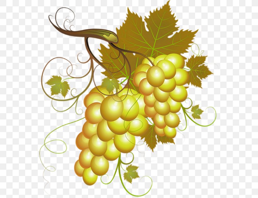 White Wine Pinot Noir Clip Art Grape, PNG, 570x630px, Wine, Common Grape Vine, Flowering Plant, Food, Fruit Download Free