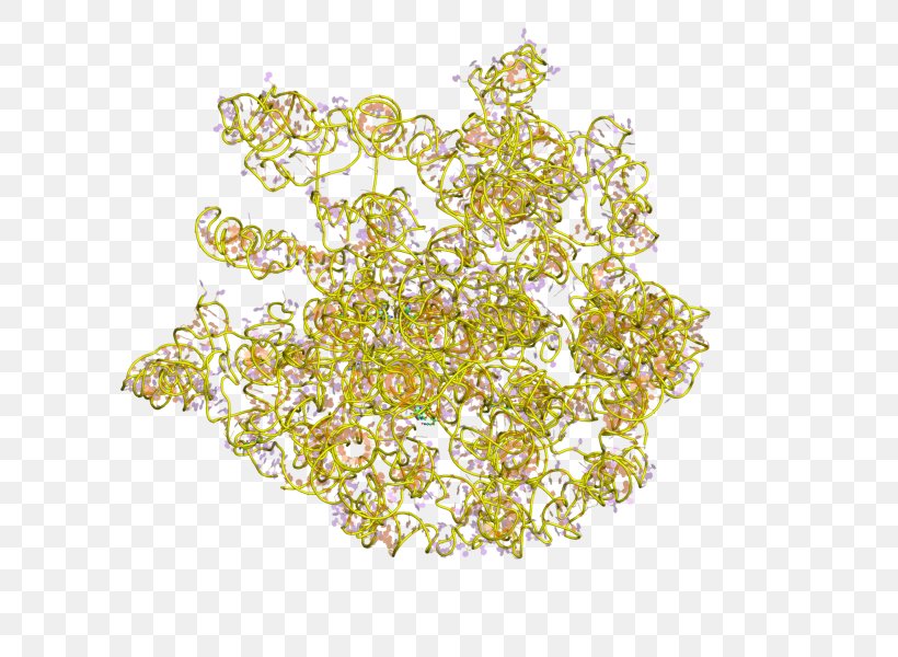 23S Ribosomal RNA Ribosome Prokaryotic Large Ribosomal Subunit, PNG, 800x600px, 5s Ribosomal Rna, 16s Ribosomal Rna, 23s Ribosomal Rna, 58s Ribosomal Rna, E Coli Download Free