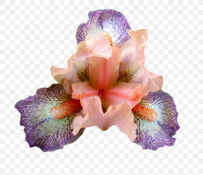 Cut Flowers Petal, PNG, 800x706px, Cut Flowers, Flower, Flowering Plant, Iris, Iris Family Download Free