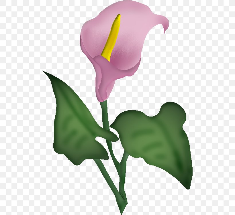 Flower Blume Painting Clip Art, PNG, 525x751px, 6 May, Flower, Alismatales, Arum, Arum Family Download Free