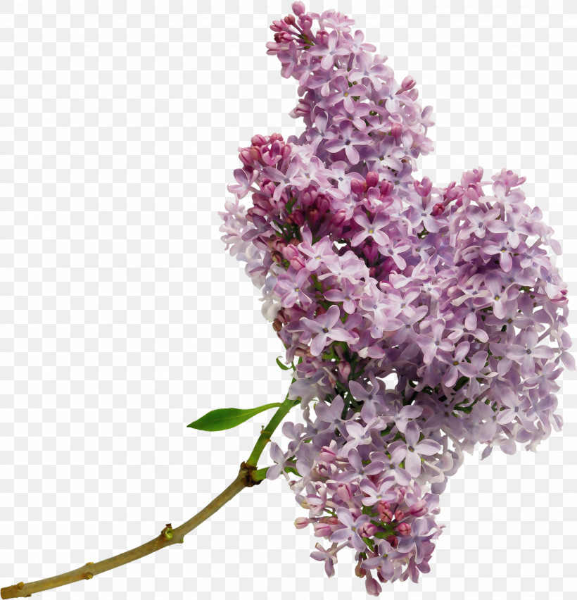 Flower Lilac Plant Lilac Purple, PNG, 2887x3000px, Watercolor, Branch, Buddleia, Cut Flowers, Flower Download Free